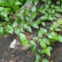 Psilotrichum patulum (Willd.) I.M.Turner